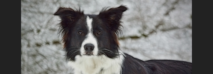 Border Collie Epilepsy - Main page